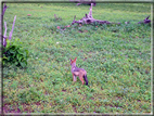 foto Parco nazionale del Chobe